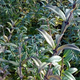 2 x troène commun  - ligustrum vulgare 'atrovirens'  - 60-80 cm pot