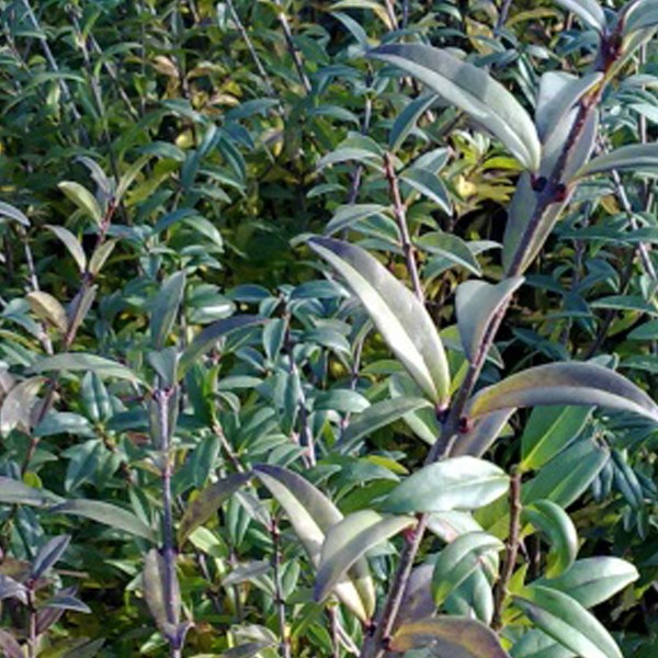 Arborix - 2 x troène commun  - ligustrum vulgare 'atrovirens'  - 60-80 cm pot