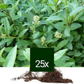 Troène commun - racine nue - ligustrum vulgare 'atrovirens' - 25 x 40-60 cm