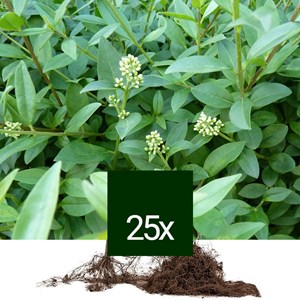 Troène commun - racine nue - ligustrum vulgare 'atrovirens' - 25 x 40-60 cm