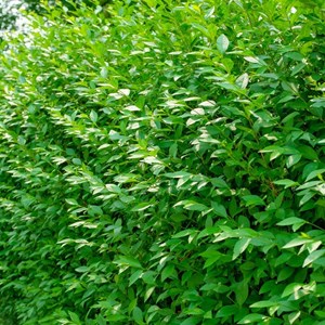 Troène commun - racine nue - ligustrum vulgare 'atrovirens' - 25 x 40-60 cm