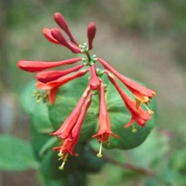 2 x chèvrefeuille grimpant - lonicera brownii 'dropmore scarlet' - 50-60 cm pot