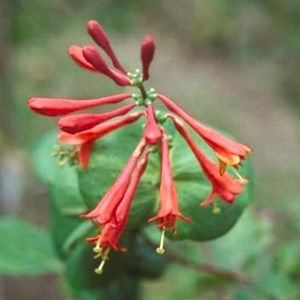 2 x chèvrefeuille grimpant - lonicera brownii 'dropmore scarlet' - 50-60 cm pot