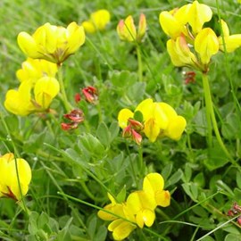 6 x lotier cornicule - lotus corniculatus  - godet 9x9 cm