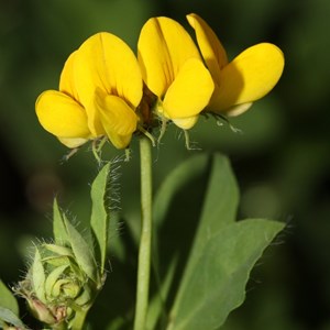 6 x lotier cornicule - lotus corniculatus  - godet 9x9 cm