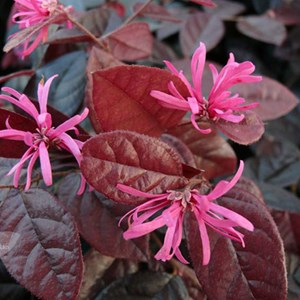 Loropetalum chinense  - loropetalum chinensis 'fire dance'  - 20-25 cm pot
