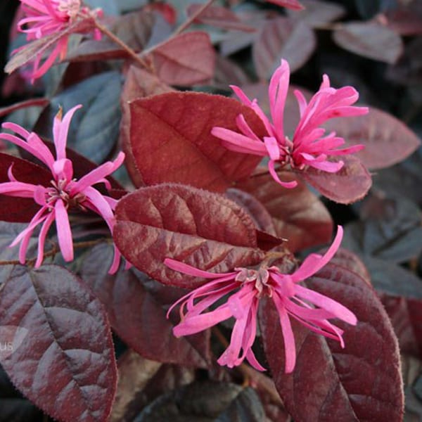 Loropetalum chinense - loropetalum chinensis 'fire dance' - 20-25 cm pot