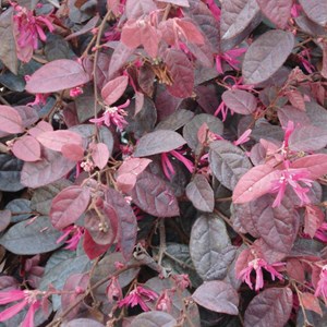 Loropetalum chinense  - loropetalum chinensis 'fire dance'  - 20-25 cm pot