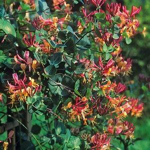 2 x chèvrefeuille  - lonicera heckrottii 'american beauty'  - 50-60 cm pot