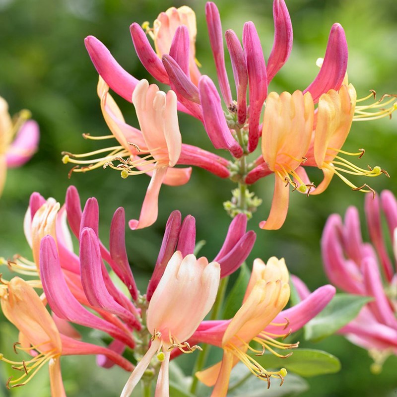 2 x chèvrefeuille - lonicera heckrottii 'american beauty' - 50-60 cm pot