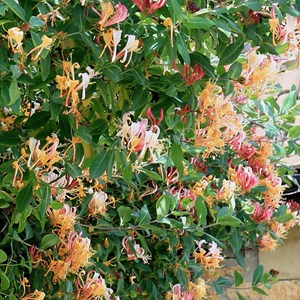 2 x chèvrefeuille grimpant  - lonicera heckrottii 'gold flame'  - 50-60 cm pot