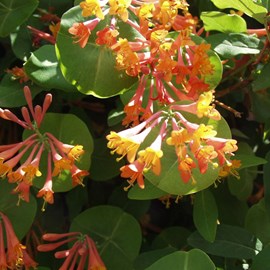 2 x chèvrefeuille grimpant  - lonicera heckrottii 'gold flame'  - 50-60 cm pot
