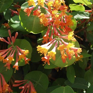 2 x chèvrefeuille grimpant  - lonicera heckrottii 'gold flame'  - 50-60 cm pot