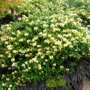2 x chèvrefeuille du japon  - lonicera japonica 'halliana'  - 50-60 cm pot