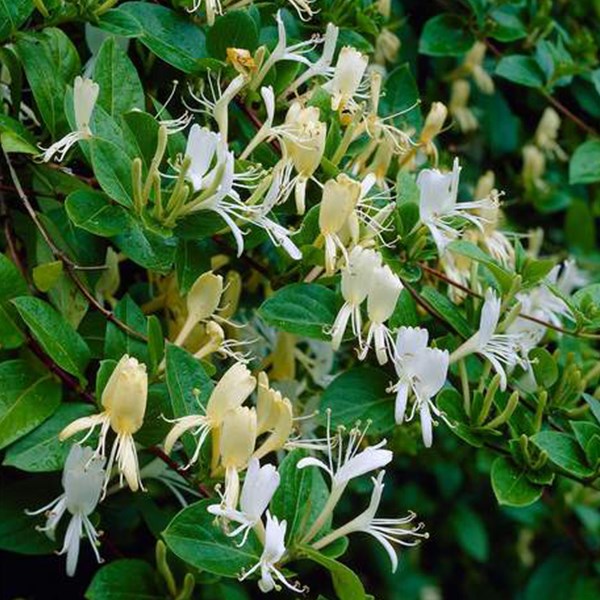 2 x chèvrefeuille du japon - lonicera japonica 'halliana' - 50-60 cm pot
