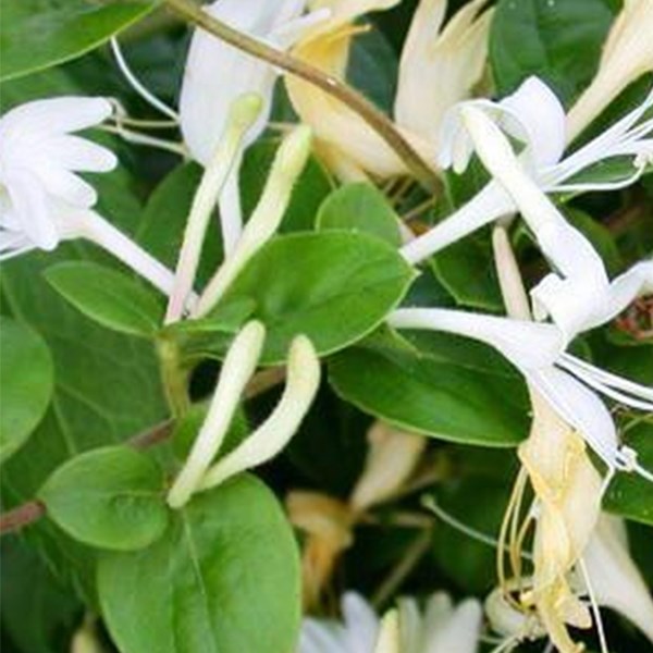 Arborix - 2 x chèvrefeuille du japon - lonicera japonica 'hall's prolific' - 50-60 cm pot