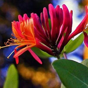 2 x chèvrefeuille du japon  - lonicera japonica 'red world'  - 50-60 cm pot