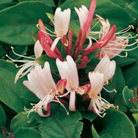 2 x chèvrefeuille du japon  - lonicera japonica 'red world'  - 50-60 cm pot