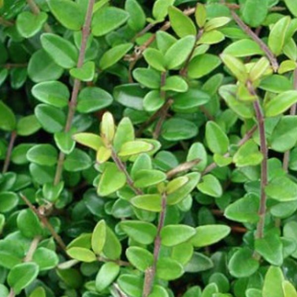 Arborix - 2 x chèvrefeuille à feuilles de buis - lonicera nitida 'elegant' - 15-20 cm pot