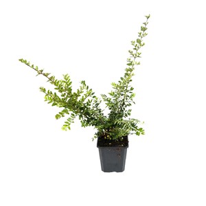 2 x chèvrefeuille à feuilles de buis - lonicera nitida 'elegant' - 40-50 cm pot