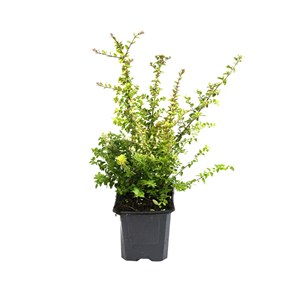 2 x chèvrefeuille à feuilles de buis - lonicera nitida 'ernest wilson' - 25-30