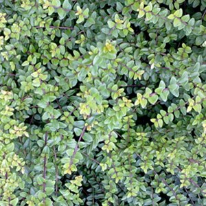 2 x chèvrefeuille à feuilles de buis - lonicera nitida 'ernest wilson' - 25-30