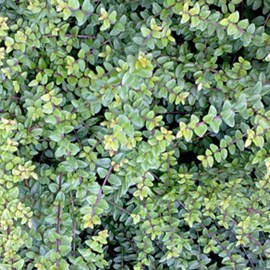 2 x chèvrefeuille à feuilles de buis - lonicera nitida 'ernest wilson' - 40-50