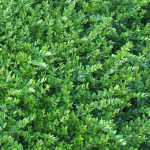 6 x chèvrefeuille à feuilles de buis - lonicera nitida 'hohenheimer findling' -