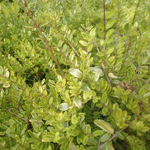 2 x chèvrefeuille à feuilles de buis - lonicera nitida 'lemon beauty' - 25-30