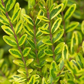 2 x chèvrefeuille à feuilles de buis - lonicera nitida 'lemon beauty' - 25-30