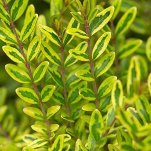 2 x chèvrefeuille à feuilles de buis - lonicera nitida 'lemon beauty' - 25-30