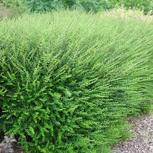 2 x chèvrefeuille à feuilles de buis - lonicera nitida 'maigruen' - 15-20 cm