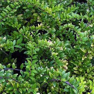 2 x chèvrefeuille à feuilles de buis - lonicera nitida 'maigruen' - 40-50 cm