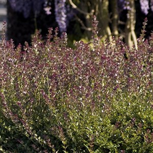 2 x chèvrefeuille à feuilles de buis - lonicera nitida 'red tips' - 20-25 cm