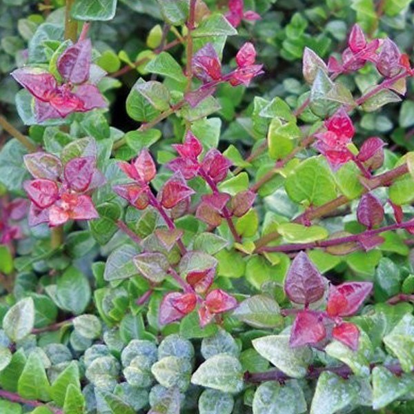 Arborix - 2 x chèvrefeuille à feuilles de buis - lonicera nitida 'red tips' - 20-25 cm