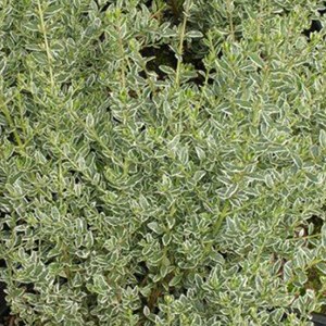 2 x chèvrefeuille à feuilles de buis - lonicera nitida 'silver beauty' - 25-30