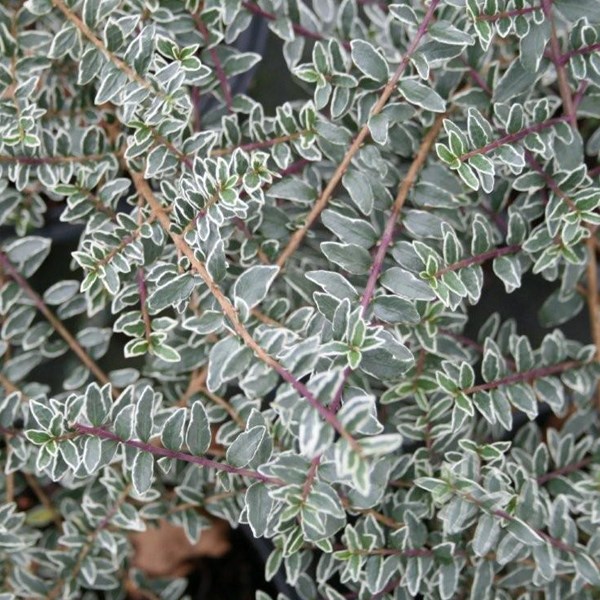 Arborix - 2 x chèvrefeuille à feuilles de buis - lonicera nitida 'silver beauty' - 25-30