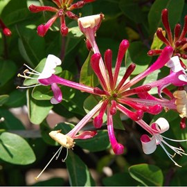 2 x chèvrefeuille du japon - lonicera periclymenum 'belgica select' - 50-60 cm