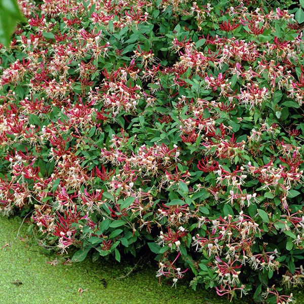 2 x chèvrefeuille des bois tardif - lonicera periclymenum 'serotina' - 50-60 cm