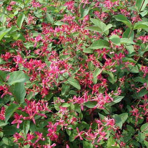 2 x chèvrefeuille de tartarie  - lonicera tatarica 'hack's red'  - 40-60 cm pot