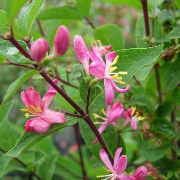 2 x chèvrefeuille de tartarie - lonicera tatarica 'hack's red' - 40-60 cm pot
