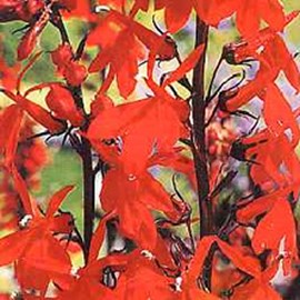 6 x lobélie  - lobelia 'queen victoria'  - godet 9x9 cm