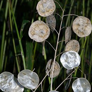 6 x monnaie du pape - lunaria annua  - godet 9x9 cm