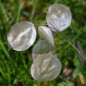 6 x monnaie du pape - lunaria annua  - godet 9x9 cm