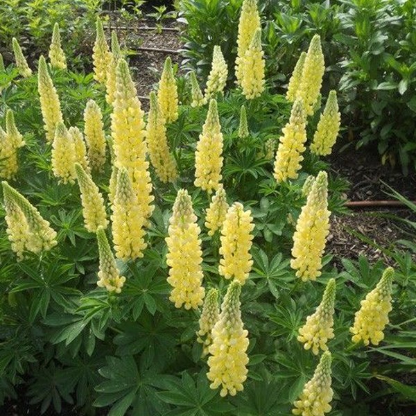 6 x lupin - lupinus 'chandelier' - godet 9x9 cm