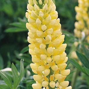 6 x lupin  - lupinus 'chandelier'  - godet 9x9 cm