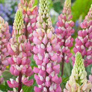 6 x lupin  - lupinus 'the chatelaine'  - godet 9x9 cm