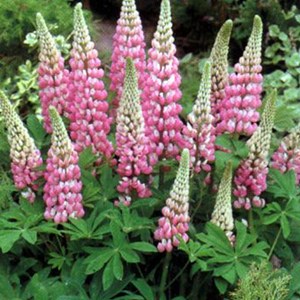 6 x lupin  - lupinus 'the chatelaine'  - godet 9x9 cm