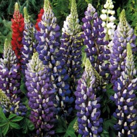 6 x lupin  - lupinus 'the governor'  - godet 9x9 cm