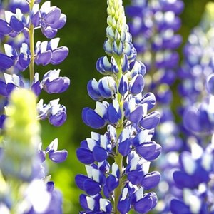 6 x lupin  - lupinus 'the governor'  - godet 9x9 cm